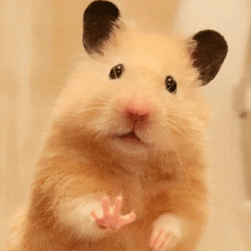 الهامستر 🐹 (bqxms92ntz)