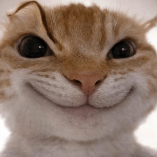 MEME KUCING GELO 😹 (84p2rm57d3)