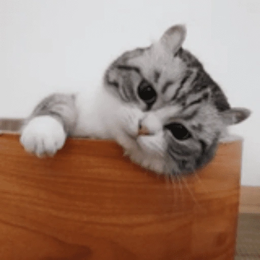 منظر فضولي (wqg5fybnxr)