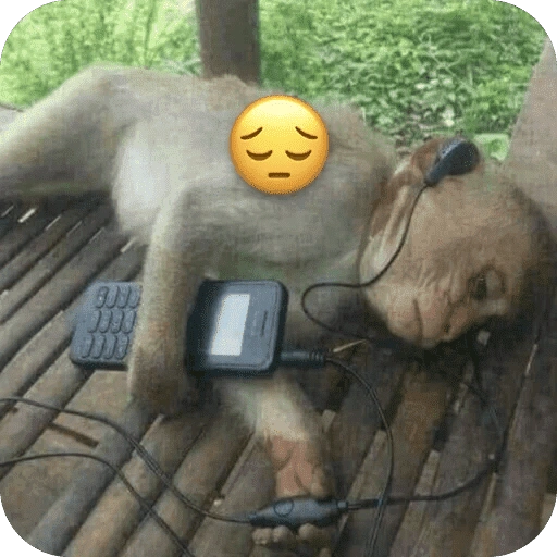 🐒 ردود أفعال القرود 🐒 (46xtz5mdfs)