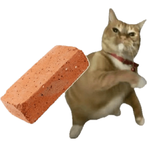 Meme Kucing Lempar 😾 (cf2grtsjxb)