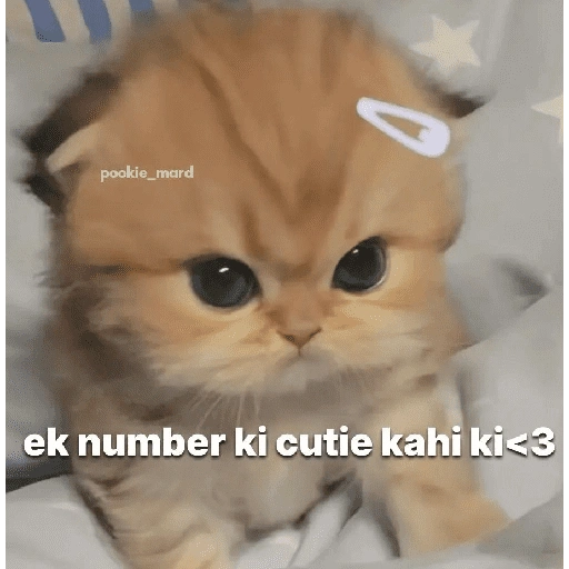 Pookiee Cat 😺🎀 (27kpdfm5xz)