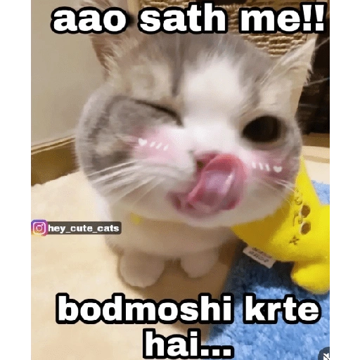 Pookiee Cat 😺🎀 (5r96gs3bqz)