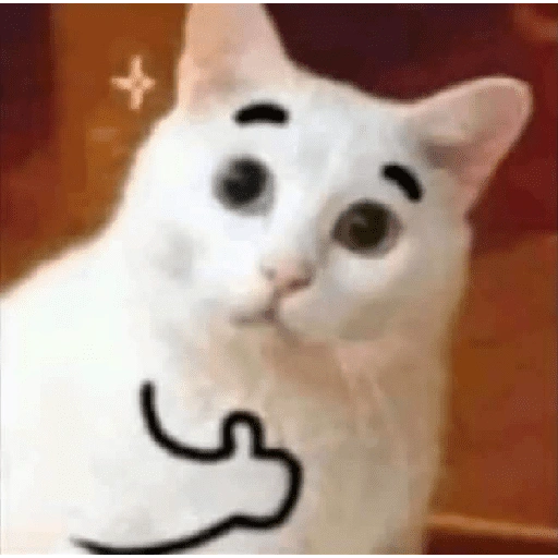 Meme Kucing Lucu 🐱 (txf7rwdpbm)