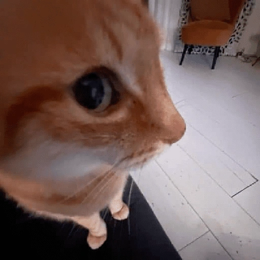 Gatos reacciones 😼 (hy8nkjgp2d)