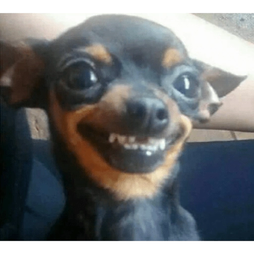 ☆funny pets (2cvkjfsy9q)