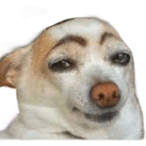 ☆funny pets (rz94wsm5cb)