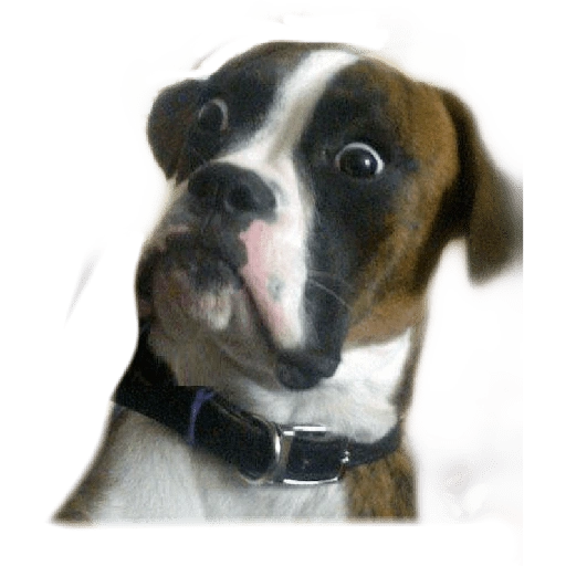☆funny pets (gxpq9dscbh)