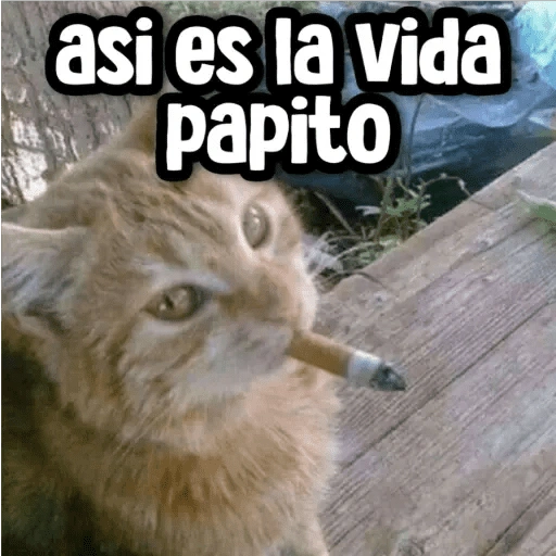 asi es la vida papito (q783m6wk9t)