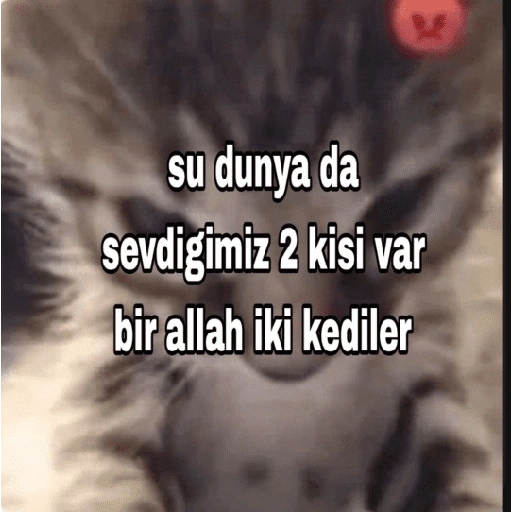 su dunya da sevdigimiz 2 kisi var bir allah iki kediler (znx9kq3cyw)