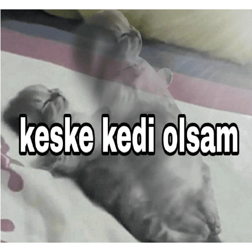 keske kedi olsam (q7s85gpfdx)