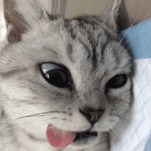 REAÇÕES GATINHOS 🐈🐈‍⬛ (j7syb35ntd)