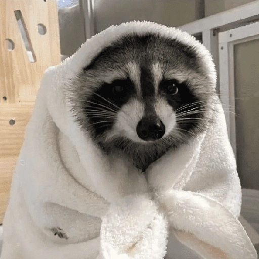 Más Animalitos!  🙊🐕 (6bwcjyrnkh)