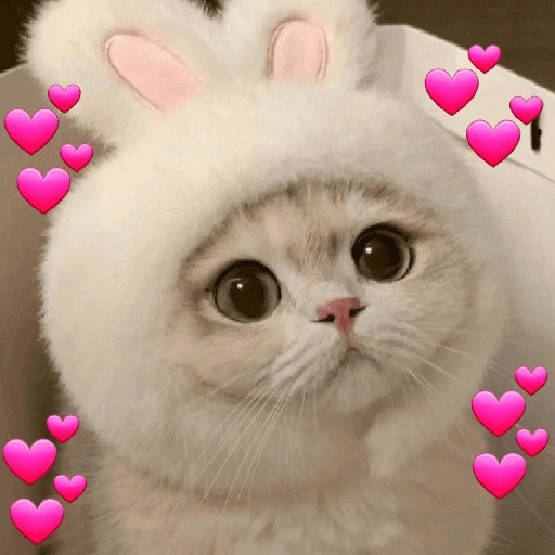 Meme Kucing Cute 🐱 (vt9z2qrfbm)