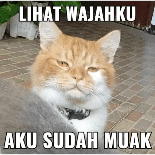 LIHAT WAJAHKU AKU SUDAH MUAK (bqf87synmp)