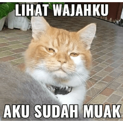 LIHAT WAJAHKU AKU SUDAH MUAK (xwct67hg4d)