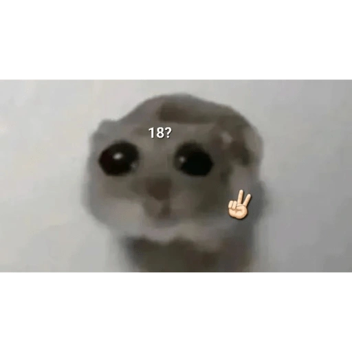 الهامستر اليائس (xj5kzch3wf)