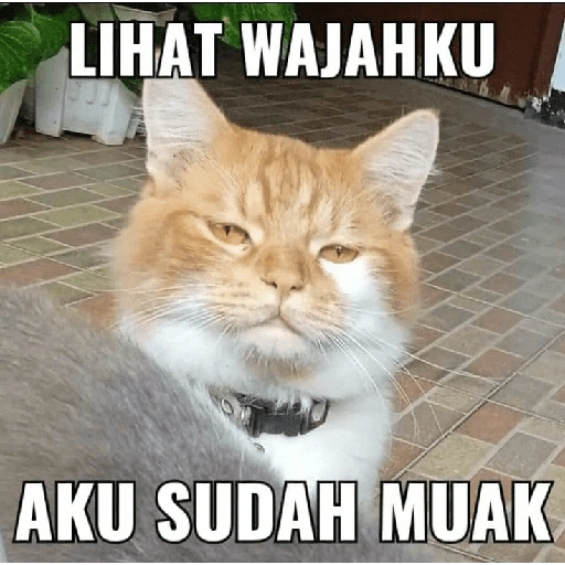 LIHAT WAJAHKU AKU SUDAH MUAK (r4f6y5p37d)