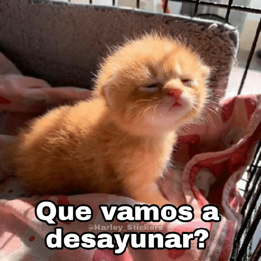 Que vamos a @Harley Stickers (dmysw827qz)