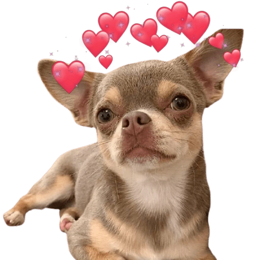 Chihuahuas Tiernos 🥰 (nmkgsh3f84)