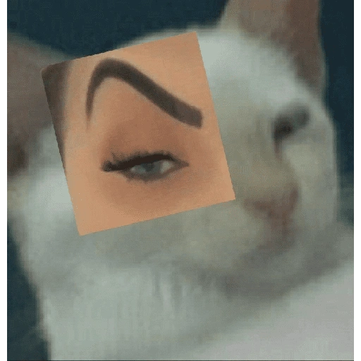 قطة بحاجب (mj7xrbzkty)