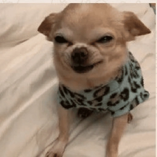 Chihuahuas 🙃 (d4kj6h2bvz)