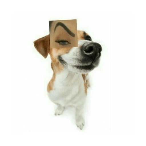حاجب متفائل (wj7dzmvphk)