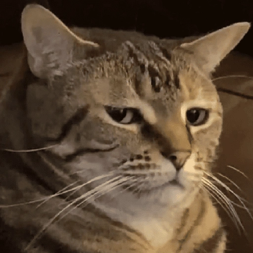 Meme Kucing 😼 (gsx7tcr4v9)