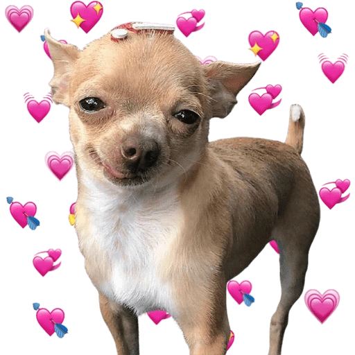 Chihuahuas Tiernos 🥰 (w8h6s3r9zn)