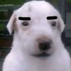 🐶🐕🦴PERRITOS | DOGS 2🦴🐕🐶 (2b8p5v4syc)