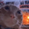 Gatiños CHILL #3 🐈‍⬛ (5dx78svqht)