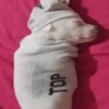 🐶🐕🦴PERRITOS | DOGS 2🦴🐕🐶 (3vwtdm47zf)