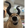 كلب بقرون