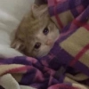 😿😭 Gatos Sad 😭😿 (rxkgz3pcv4)