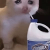🐱💔😢 قطط حزينة 😢💔🐱 (dnr65ckfm4)