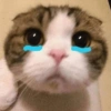 😿😭 Gatos Sad 😭😿 (h4d6n8q9vf)