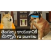 Cheems Telugu 5.0 (95stgdhcz7)