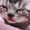 🐱💔😢 قطط حزينة 😢💔🐱 (dzx9gtq75s)