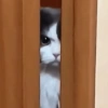 MEME KUCING GELO 😹 (rz2qdxsyj3)