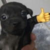 🐶🐕🦴PERRITOS | DOGS 2🦴🐕🐶 (p2xfzkmhcd)