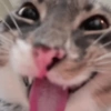 قط لعوب