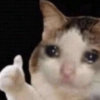 😿😭 Gatos Sad 😭😿 (jfpq74nrct)