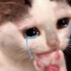 🐱💔😢 قطط حزينة 😢💔🐱 (87cm54kvbw)