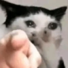 🐱💔😢 قطط حزينة 😢💔🐱 (jtpgwq43dh)