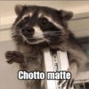 Raccoon Lucu (k9wx5ptzjn)