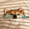 تفاعلات الكلاب 🐶✨ (twfk6r3z2q)