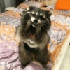 Raccoon Lucu (yqxc3dt7r5)