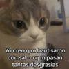 🐾🐱🐈 Gatitos :v 🐈🐱🐾 (bmc8627rw5)