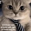 🐾🐱🐈 Gatitos :v 🐈🐱🐾 (mf2nz6xs7g)