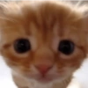 🤓 GATOOOZ !!¡¡😺🗯️ㅤㅤ (gcxtdy46m5)